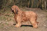 BRIARD 019